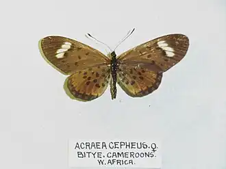 Rubraea cepheus