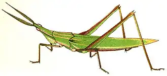 Acrida turrita