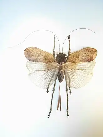 Ellatodon blanchardi