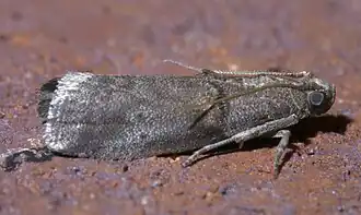 Acrobasis caryae