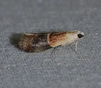 Acrobasis demotella