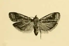 Acrobasis getuliella