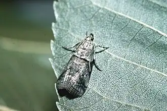 Acrobasis juglandis