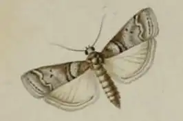 Acrobasis romanella