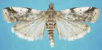Acrobasis vaccinii