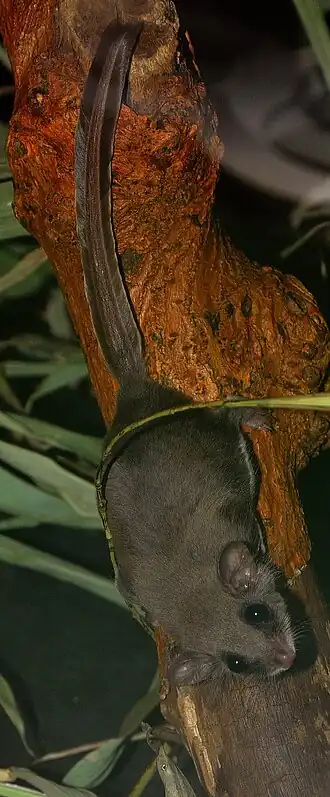 Vliegende buidelmuis