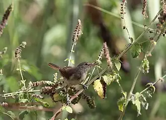 Kaapverdische rietzanger