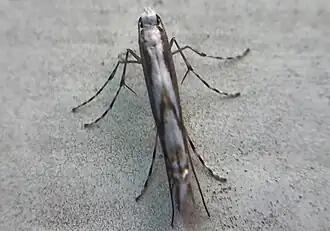 Acrocercops leucocyma