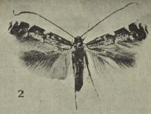 Acrocercops zorionella
