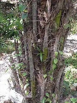 Stam overdekt met afgestorven bladschedes