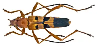 Acrocyrtidus diversinotatus