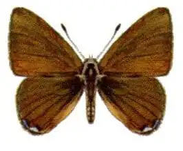 Pseudodipsas brisbanensis