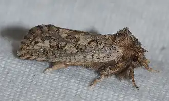 Acrolophus arcanella