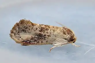 Acrolophus mycetophagus