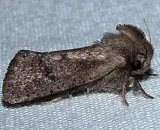 Acrolophus plumifrontalis