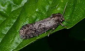 Acrolophus popeanella