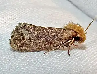 Acrolophus propinqua