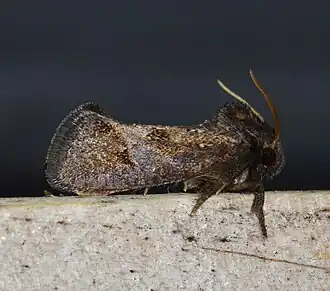 Acrolophus texanella