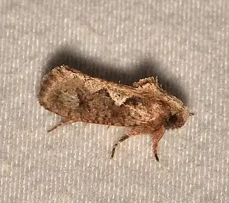 Acrolophus walsinghami