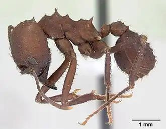 Acromyrmex balzani
