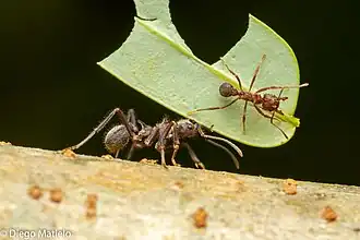 Acromyrmex disciger