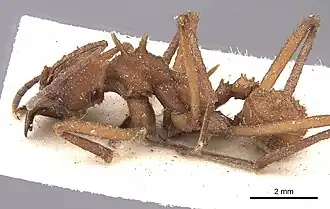 Acromyrmex echinatior