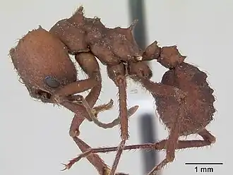 Acromyrmex fracticornis
