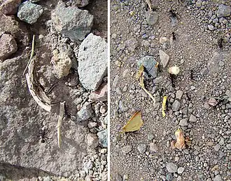 Acromyrmex lobicornis