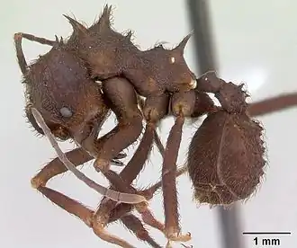 Acromyrmex niger