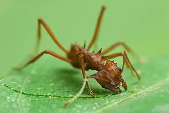 Bladsnijdersmier (Acromyrmex octospinosus) bezig met bladknippen