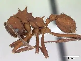 Acromyrmex rugosus