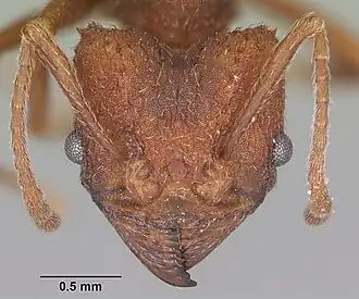 Acromyrmex aspersus