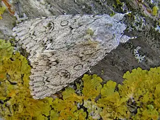 Acronicta aceris Bont schaapje