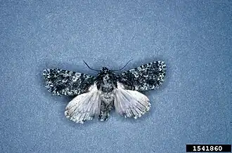 Acronicta afflicta