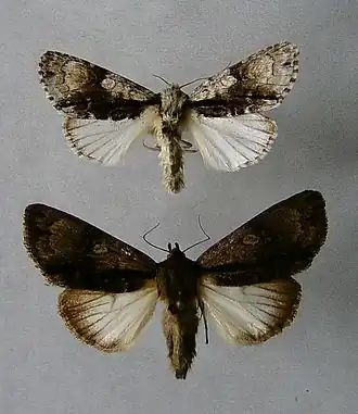 Acronicta alni Elzenuil