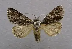 Acronicta auricoma Goudhaaruil