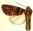 Acronicta carbonaria