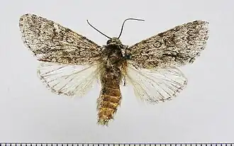 Acronicta centralis