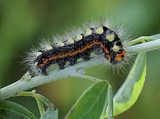 Acronicta cinerea