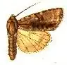 Acronicta connecta