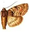Acronicta crenulata