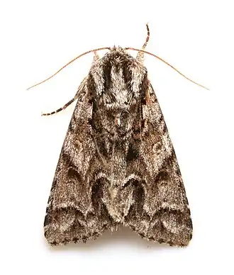 Acronicta digna