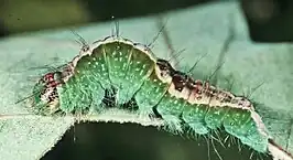 Acronicta lithospila