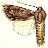 Acronicta longa
