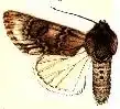 Acronicta othello