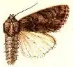 Acronicta perdita