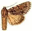Acronicta taurica