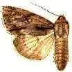 Acronicta thoracica