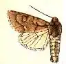 Acronicta tota