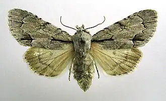 Acronicta tridens Drietand